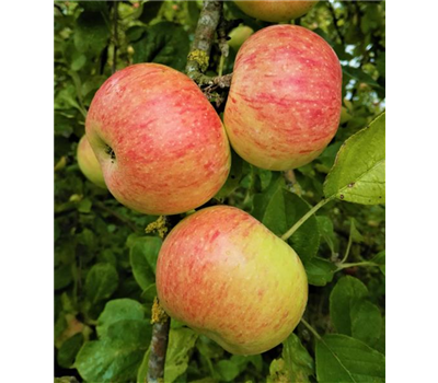 Apfel 'Dülmener Rosenapfel'