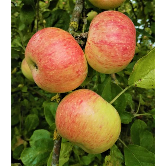 Apfel 'Dülmener Rosenapfel'