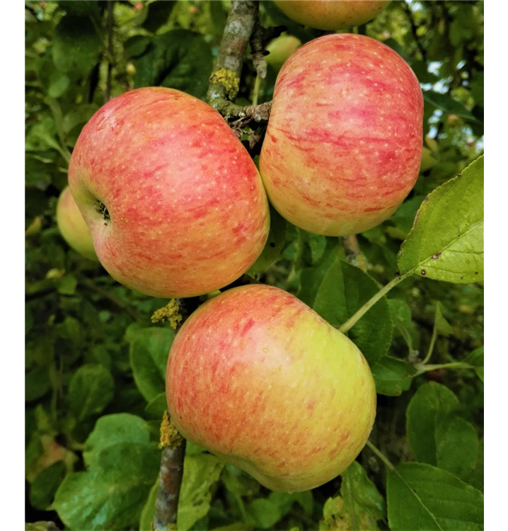 Malus domestica 'Dülmener Rosenapfel'