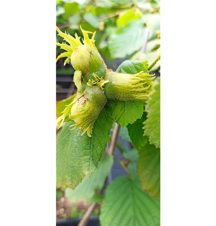 Corylus avellana 'Nottinghams Fruchtbare'