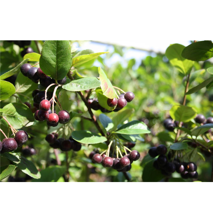 Aronia x prunifolia 'Nero'