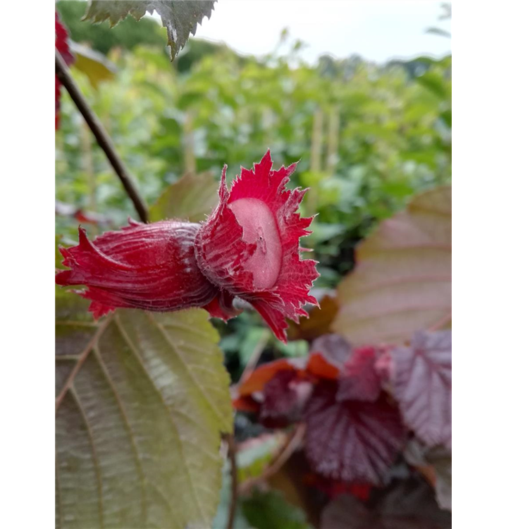 Corylus avellana 'Rotblättrige Zellernuss'