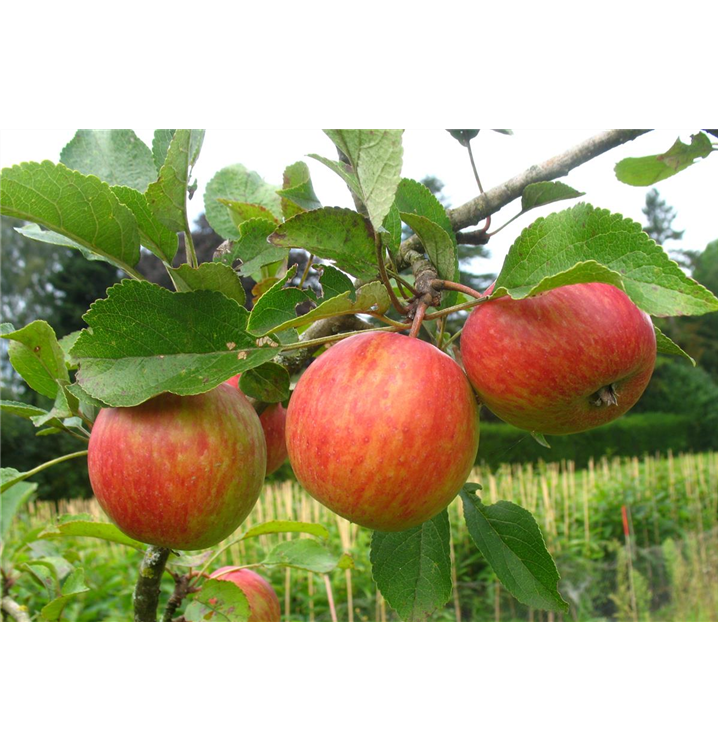 Malus domestica 'Prinzenapfel'