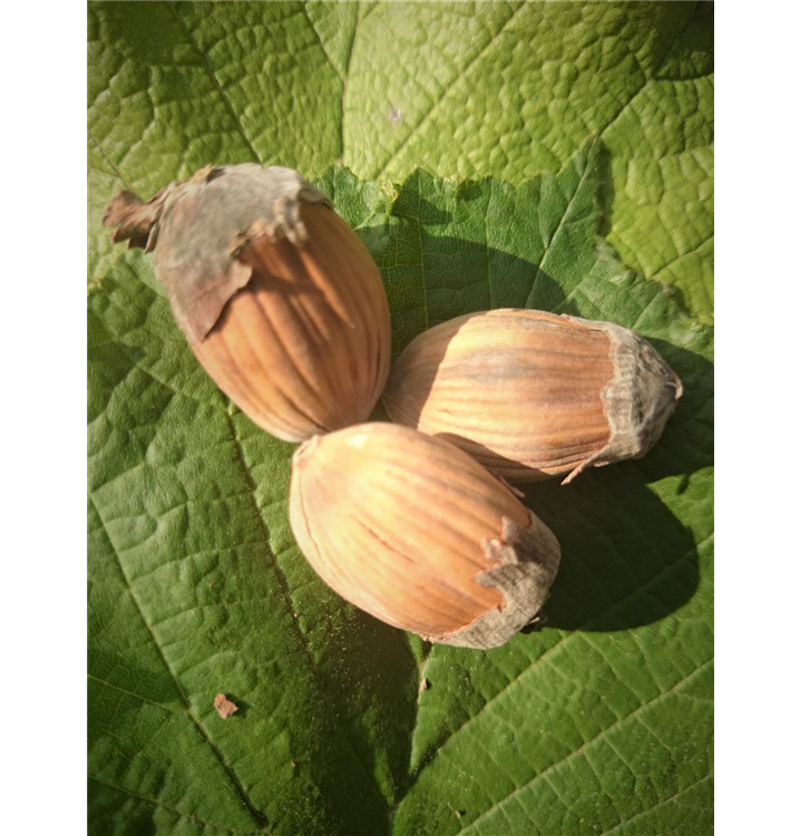 Corylus avellana 'Webbs Preisnuss'