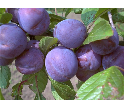 Zwetsche 'Wangenheims Frühzwetsche'