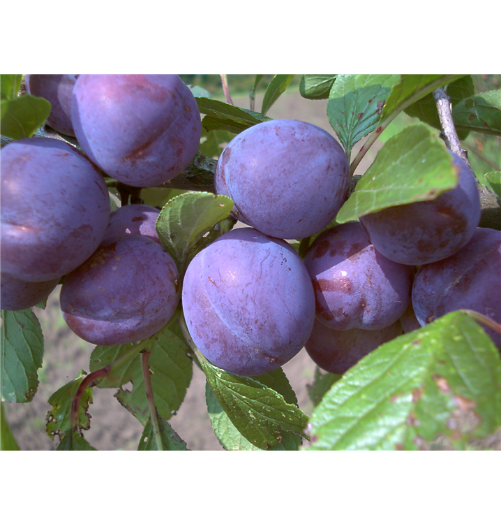 Prunus domestica subsp. domestica 'Wangenheims Frühzwetsche'