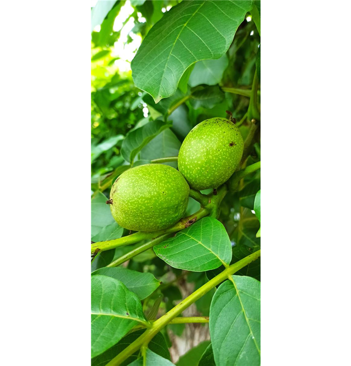 Juglans regia 'Esterhazy II'