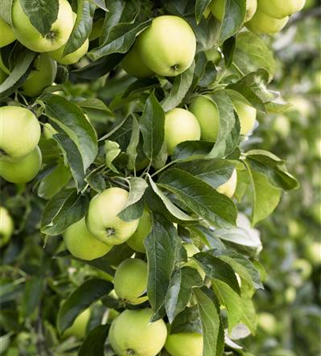 Apfel 'Golden Delicious'