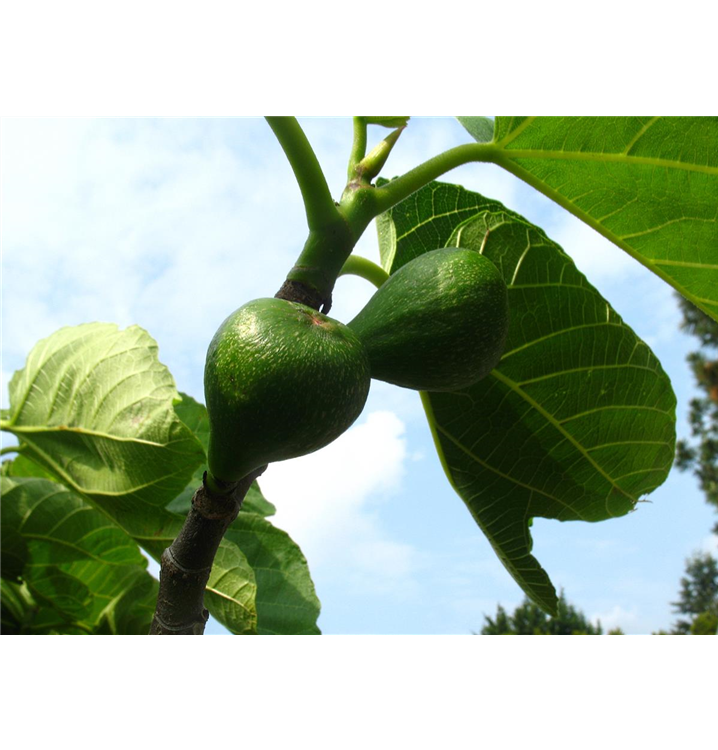 Ficus carica 'Desert King'