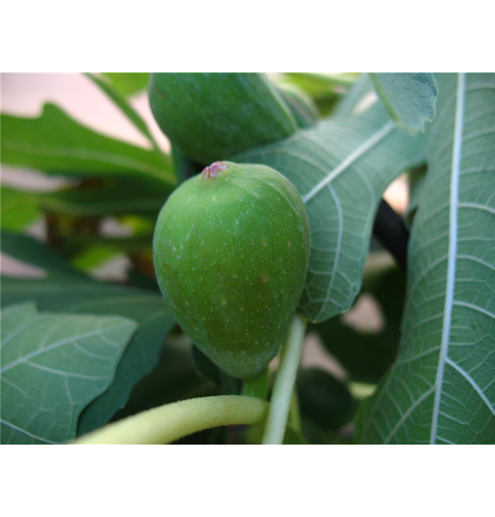 Ficus carica 'Madeleine des deux Saison'