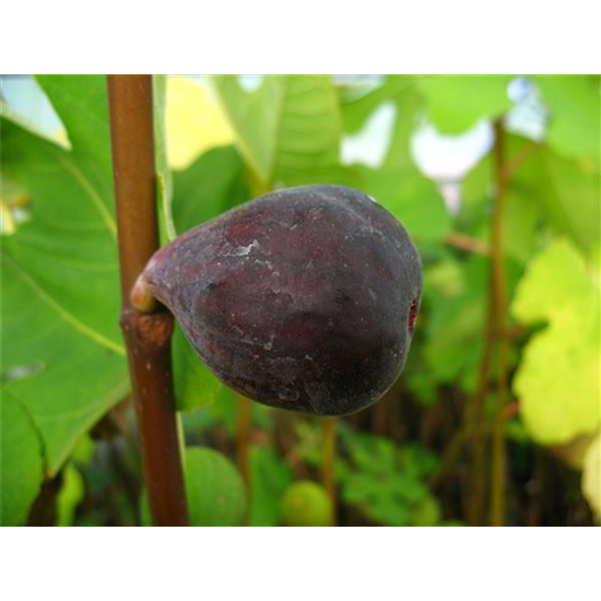 Feige 'Noire de Bellon'