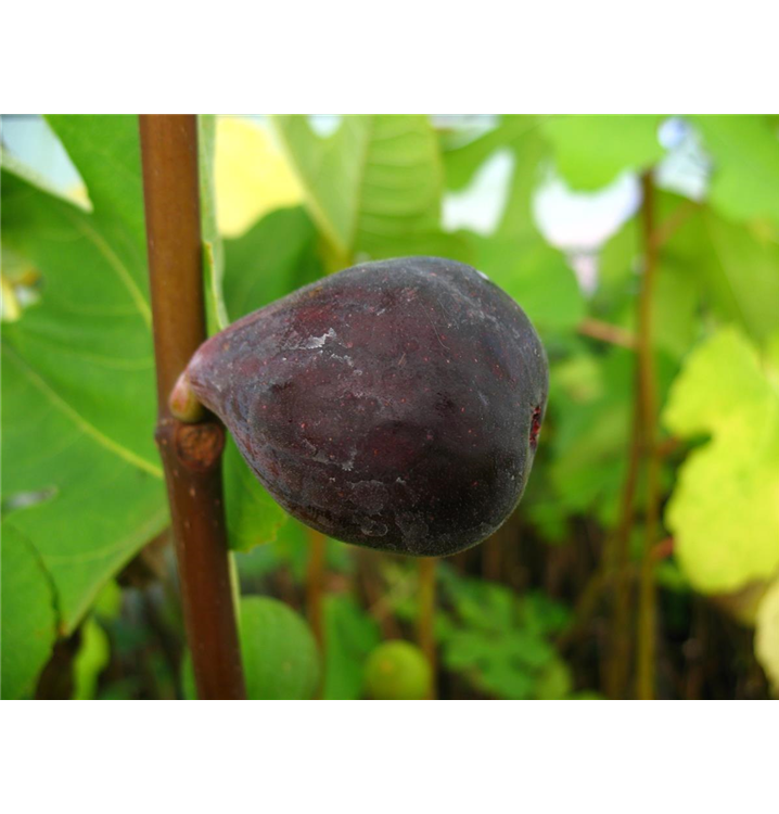 Ficus carica 'Noire de Bellon'