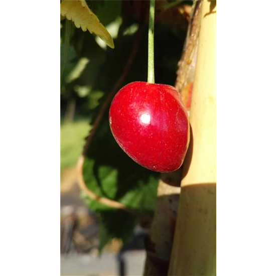 Süßkirsche 'Kassins Frühe'