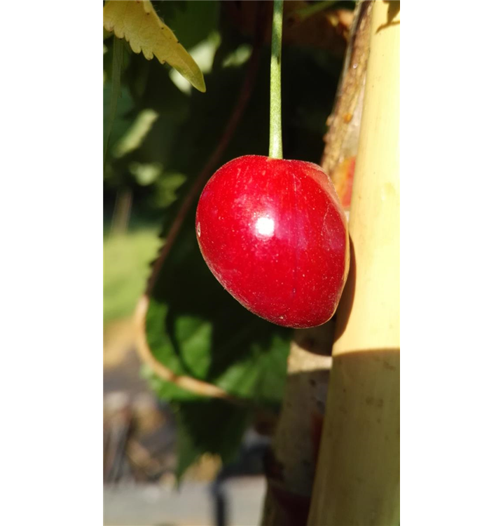 Prunus avium 'Kassins Frühe'