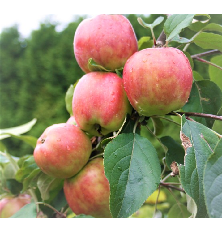 Malus domestica 'Gravensteiner'