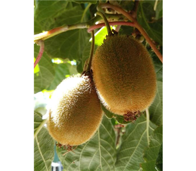 Kiwi (weiblich)