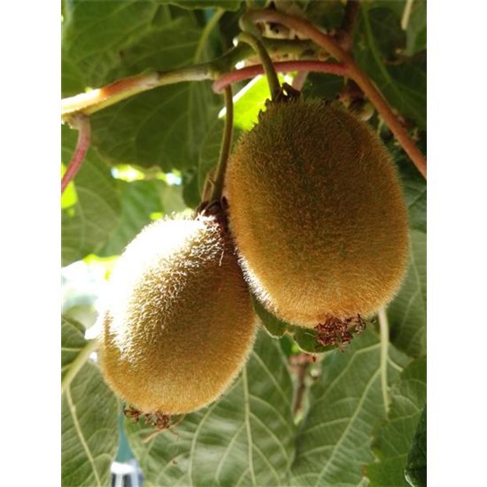 Kiwi (weiblich)