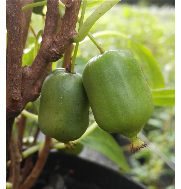 Actinidia arguta 'Issai'