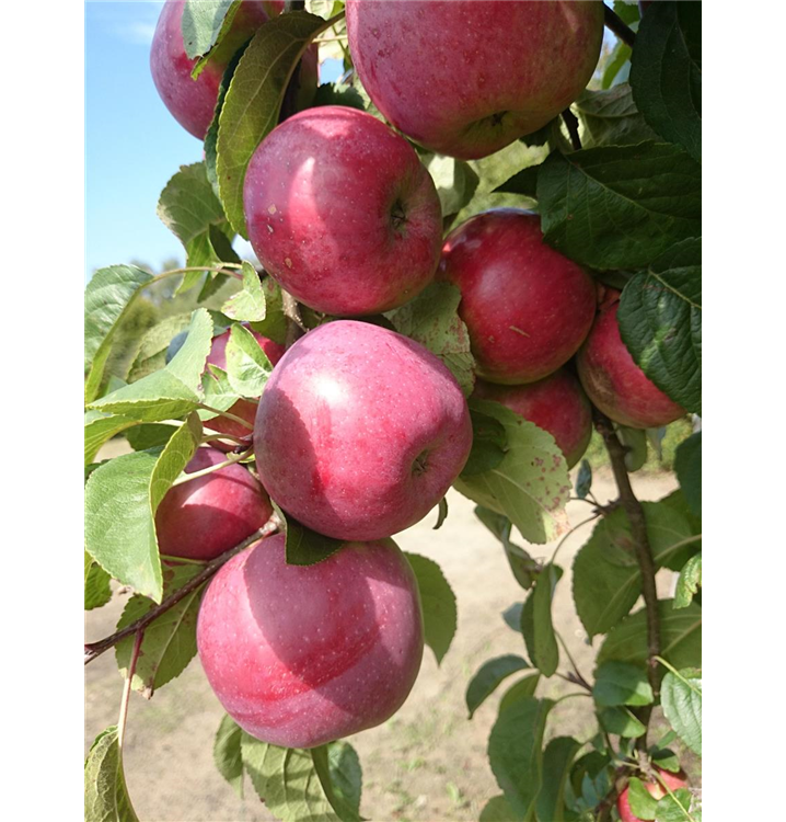 Malus domestica 'Jamba'