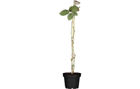 Brombeere 'Theodor Reimers'