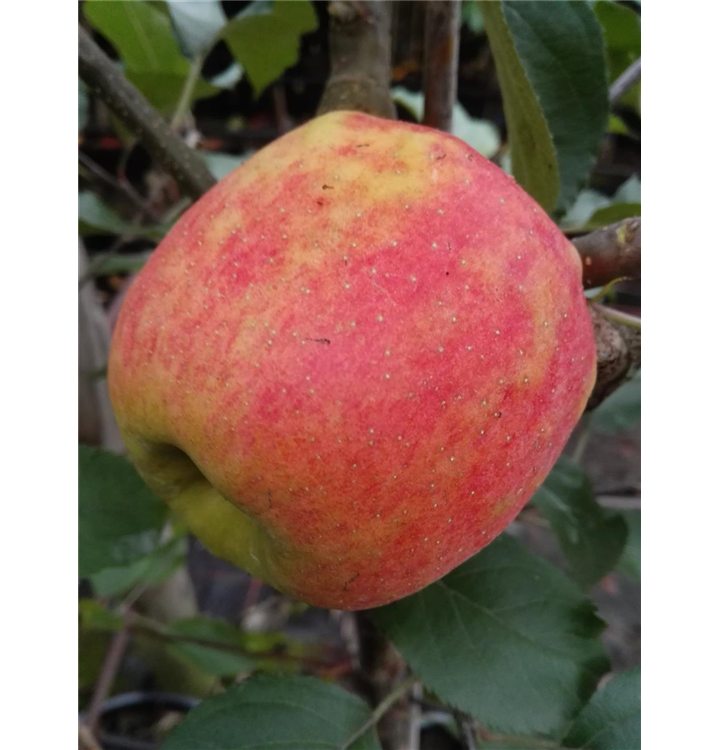 Malus domestica 'Karneval'®