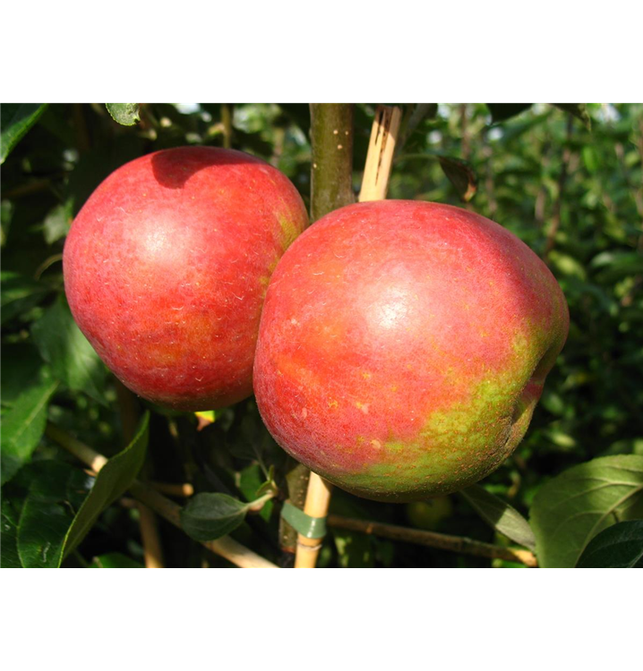 Malus domestica 'Roter Boskoop'