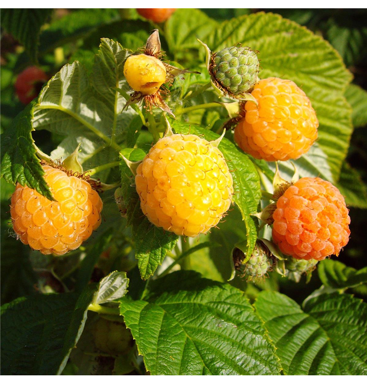 Rubus idaeus 'Fallgold'