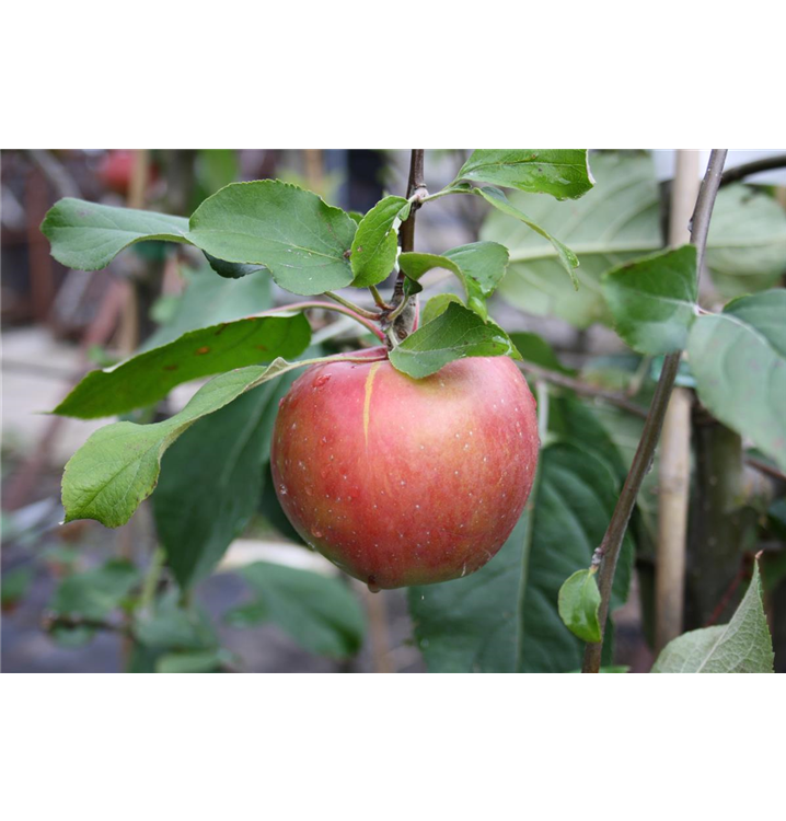 Malus domestica 'Roter Gravensteiner'