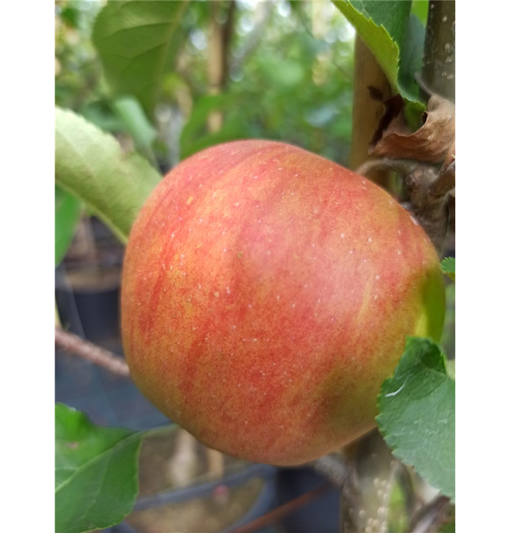 Malus domestica 'Rubinette Rosso'®