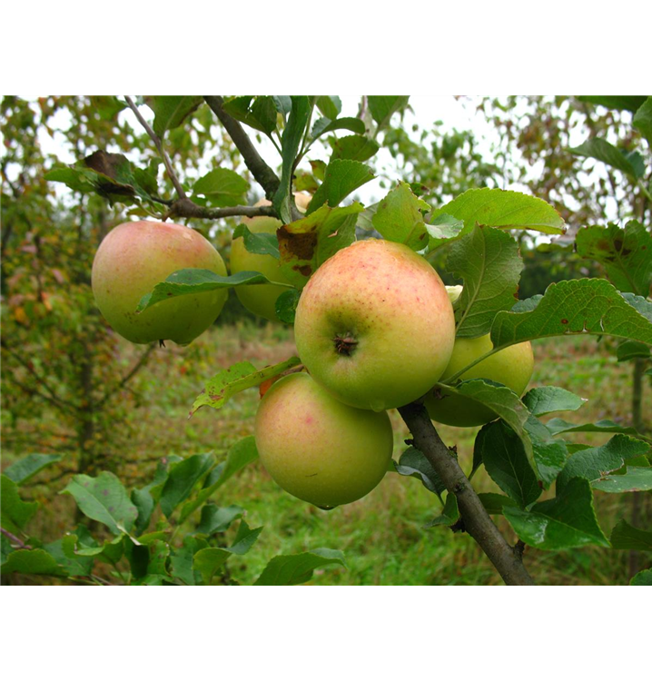 Malus domestica 'Zuccalmagliorenette'