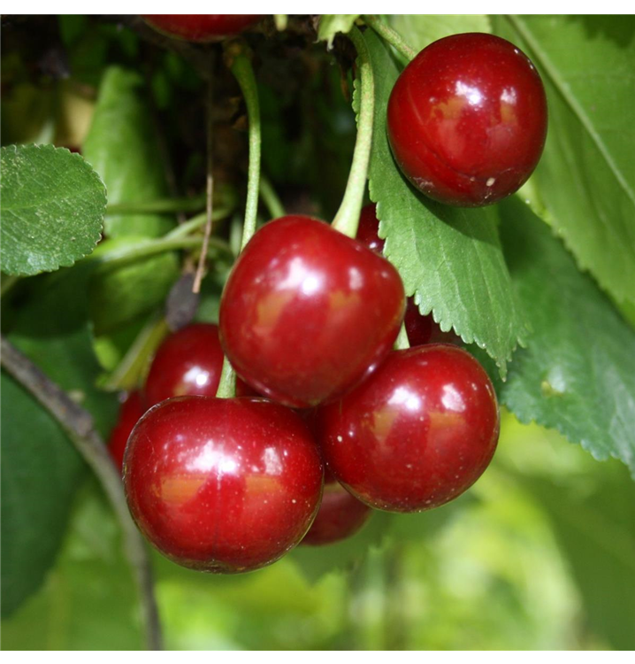 Prunus cerasus 'Schattenmorelle'