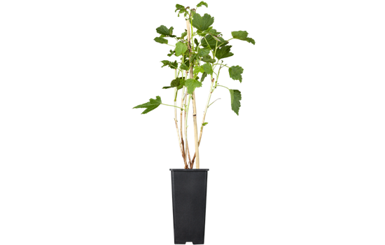 Schwarze Johannisbeere 'Titania'(s)