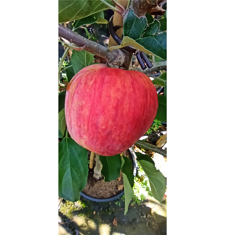 Malus domestica 'Piros'®