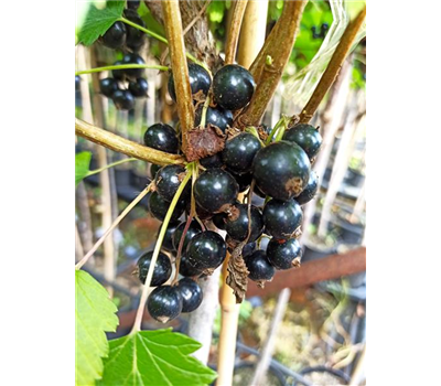 Schwarze Johannisbeere 'Ojebyn'