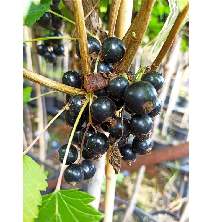 Ribes nigrum 'Ojebyn'