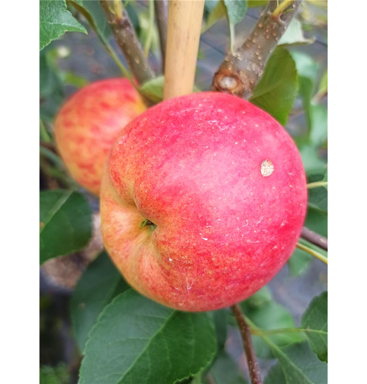 Malus domestica 'Rebella'®