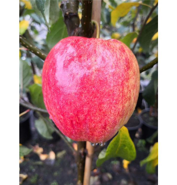 Malus domestica 'Rewena'(s)