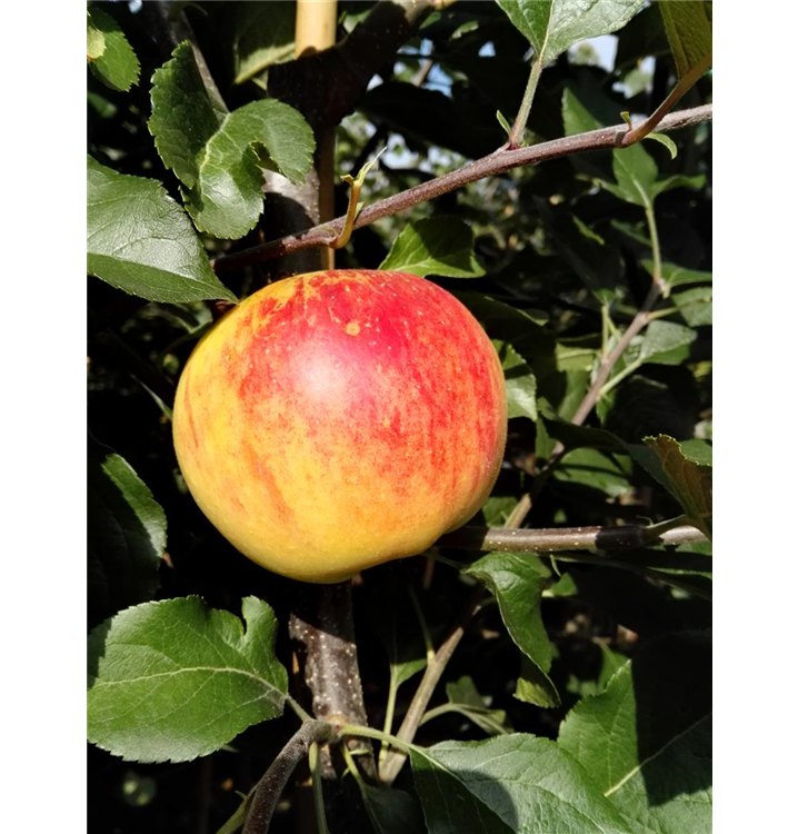 Malus domestica 'Rubinola'(s)