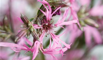 Zum Vergrößern klicken Bildvorschau