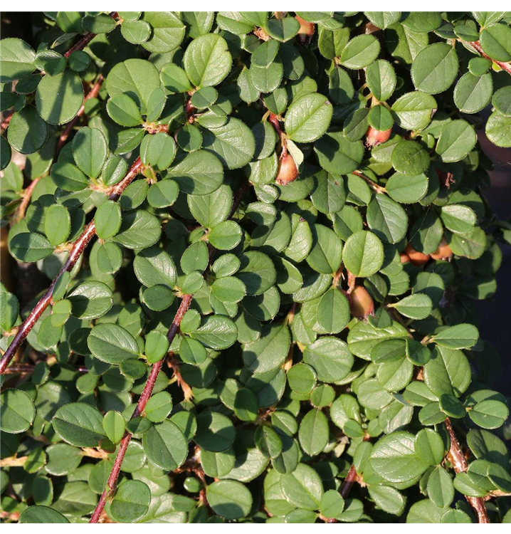 Teppichmispel 'Frieders Evergreen'