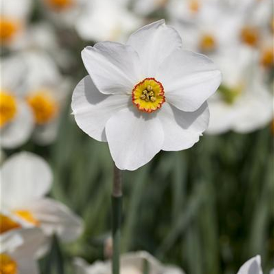 Garten-Narzisse 'Actaea'