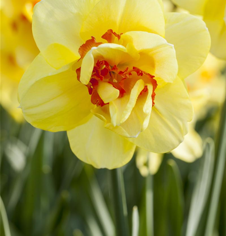 Narcissus 'Tahiti'