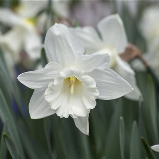 Edelnarzisse 'Mount Hood' - 5 Blumenzwiebeln