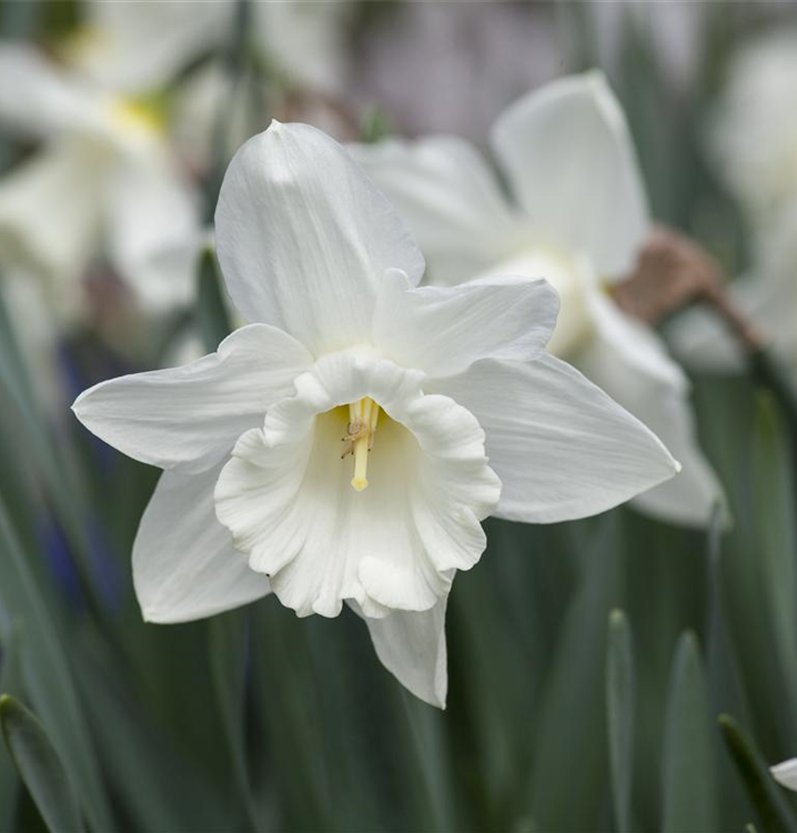 Narcissus 'Mount Hood'
