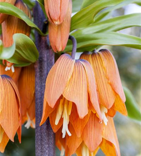 Fritillaria imperialis 'Rubra'