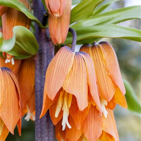 Fritillaria imperialis 'Rubra'