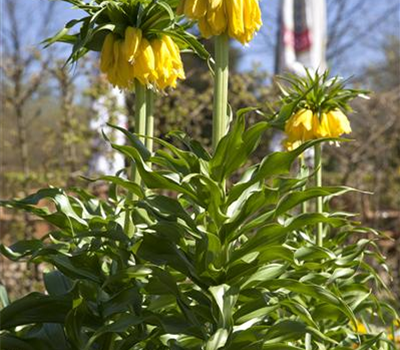 Fritillaria imperialis 'Maxima Lutea'