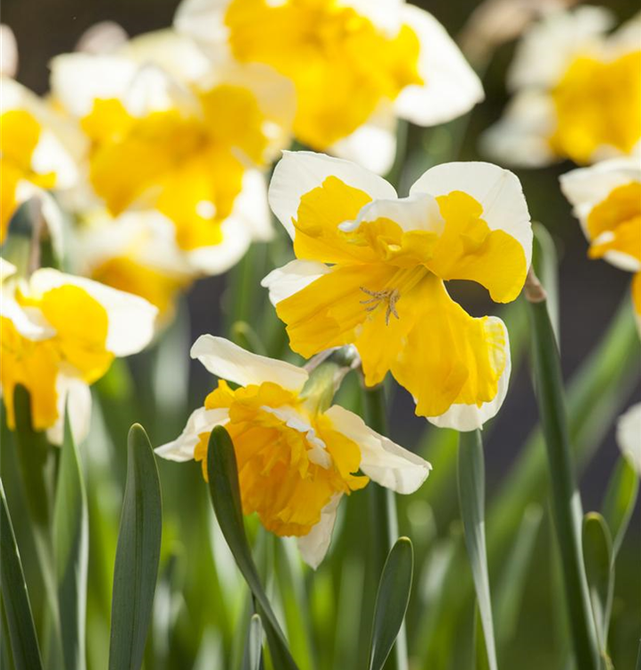 Narcissus 'Orangery'