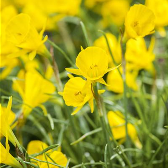 Narzisse 'Golden Bells' 