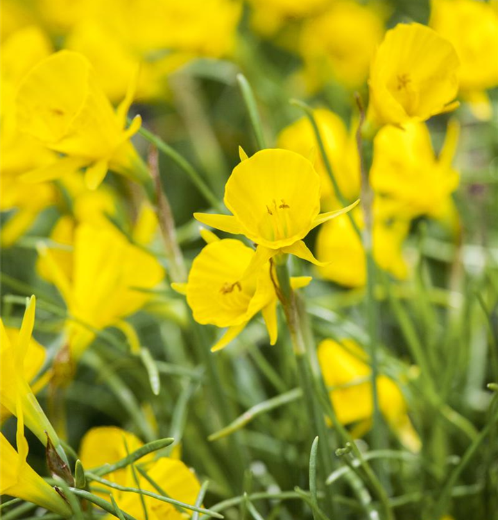 Narcissus bulbocodium 'Golden Bells' 